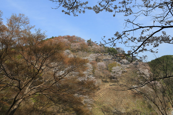  Yoshinoyama, Nara, Japão na primavera
 - Foto, Imagem