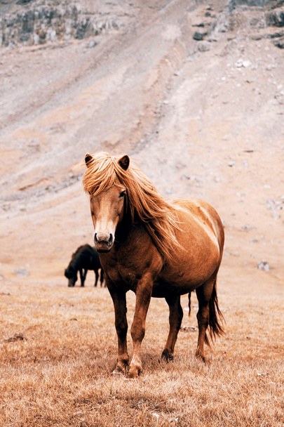 Horse in the wild - Foto, afbeelding