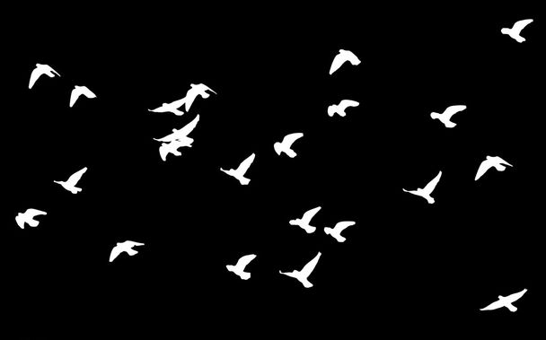 silhouette of a flock of pigeons - Φωτογραφία, εικόνα