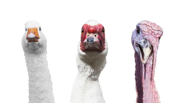 Divertido retrato de grupo de ganso, pavo, pato moscovy aislado en
  - Foto, imagen