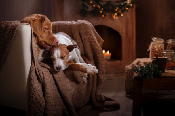 Dog Jack Russell Terrier and Dog Nova Scotia Duck Tolling Retriever holiday - Fotó, kép