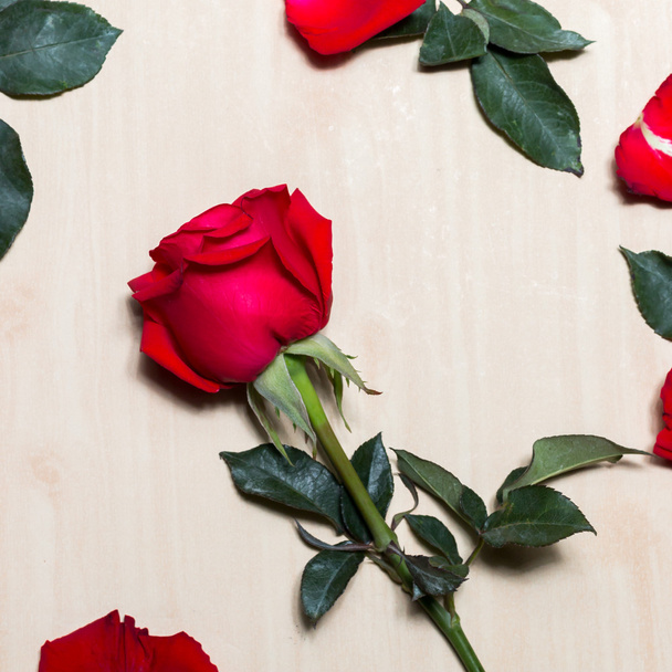 Rose of Valentines Day - Φωτογραφία, εικόνα
