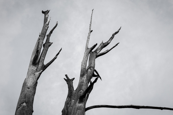 Burnt tree against the sky - Foto, Imagen