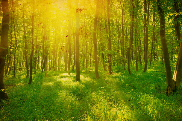 Sunlight in the green forest, spring time - Photo, Image