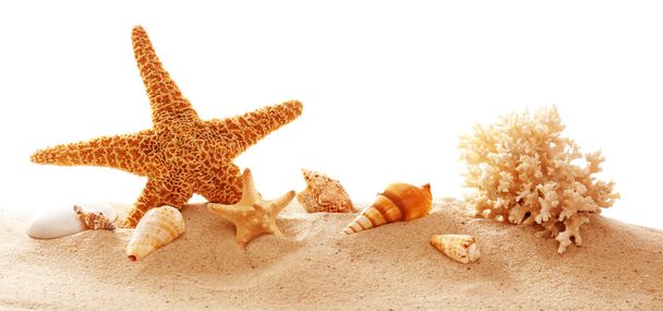 Stella marina, corallo e conchiglie sulla sabbia
 - Foto, immagini