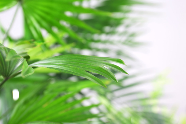 Green palm leaves - Φωτογραφία, εικόνα