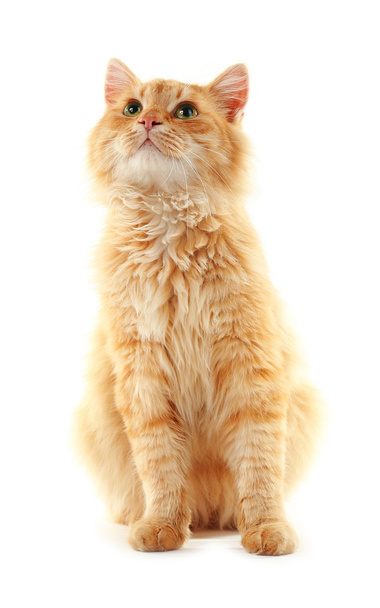 Fluffy red cat isolated - Фото, изображение