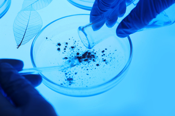 Scientist working with Petri dishes - Foto, Bild