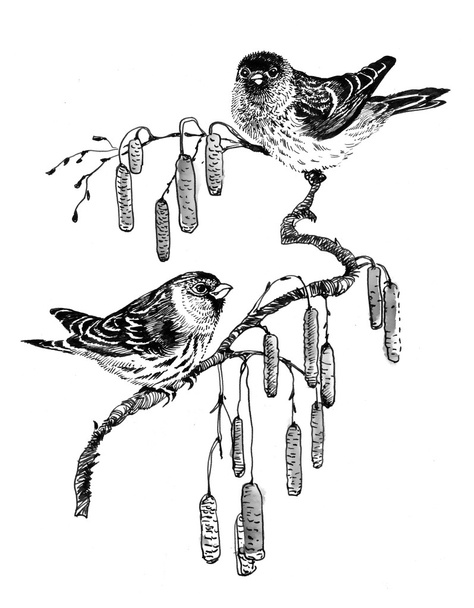 sketch birds on twig - Фото, зображення