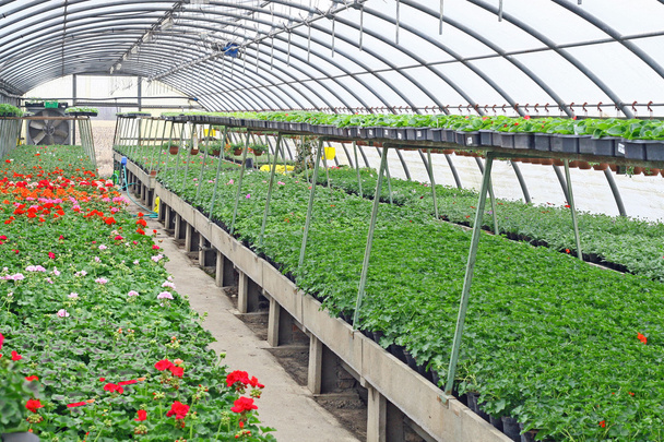 εσωτερικό ενός θερμοκηπίου για την καλλιέργεια λουλουδιών και φυτών που προστατεύεται - Φωτογραφία, εικόνα