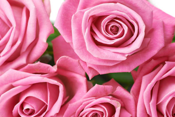 Pink rose buds close-up shot - Foto, imagen