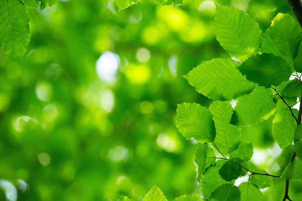 green leaves on the green backgrounds - Valokuva, kuva