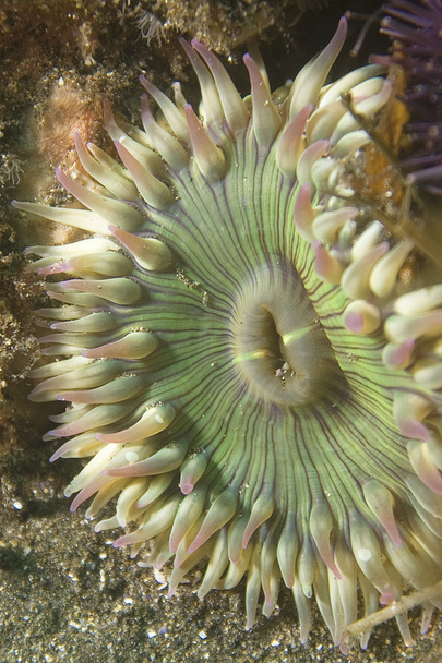 Morski anemon w California podwodne rafa - Zdjęcie, obraz