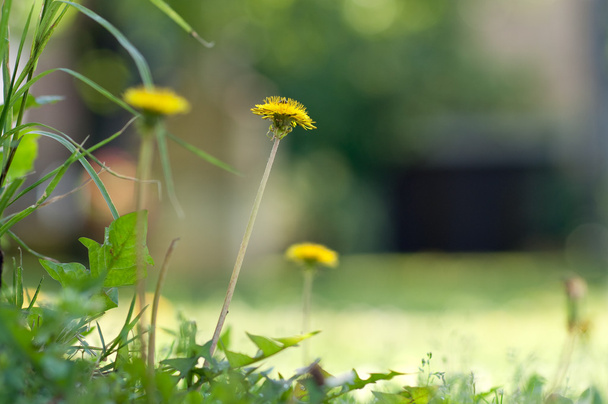Yellow dandelions - Photo, Image