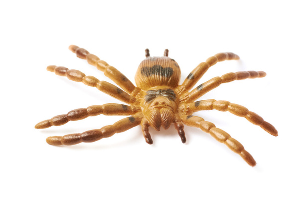 Fake rubber spider toy isolated - Foto, imagen