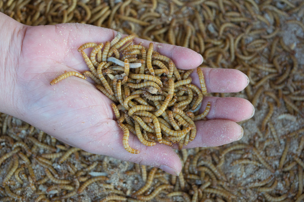 Mealworm в руці
 - Фото, зображення