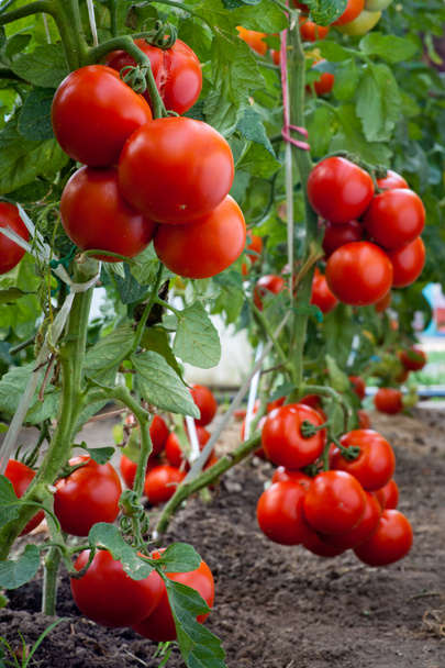 Growth tomato - Photo, Image
