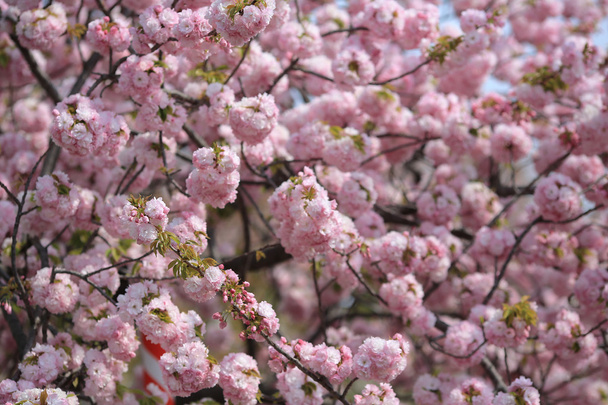 Kersenbloesem bloemen in de tuin bij Japan munt - Foto, afbeelding