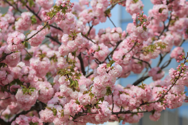 Fiori di ciliegio in giardino alla Zecca di Giappone
 - Foto, immagini