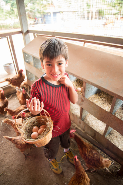 Niño recogiendo huevo de gallina en la granja
 - Foto, imagen