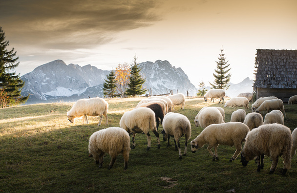 Rebaño de ovejas que pastan  - Foto, imagen