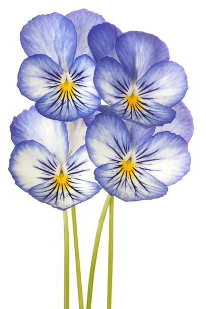 flower isolated on white - Фото, изображение