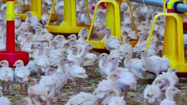 Αγρόκτημα γαλοπούλες πουλιών - Πλάνα, βίντεο