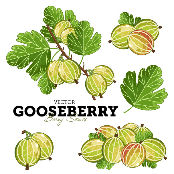 Gooseberry Set, Vector. - Vecteur, image