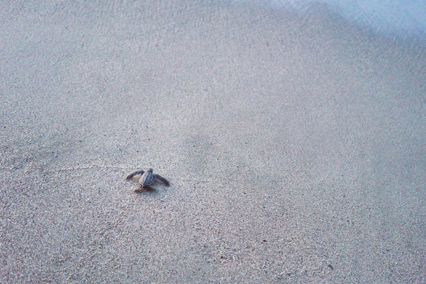 tartaruga leatherback strisciando verso il mare sulla spiaggia
  - Foto, immagini