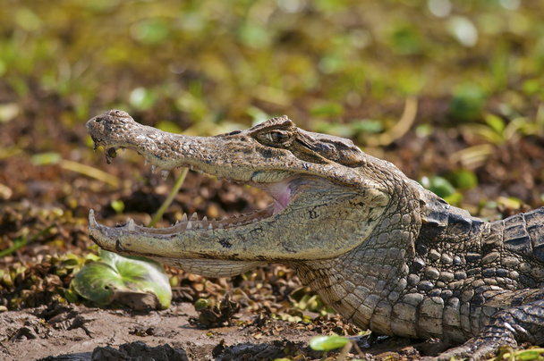 Nahaufnahme eines afrikanischen Krokodils - Foto, Bild