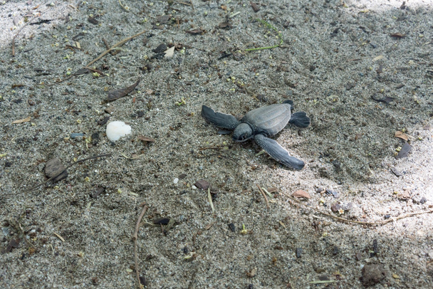 Tartaruga leatherback covata rottami giù
 - Foto, immagini