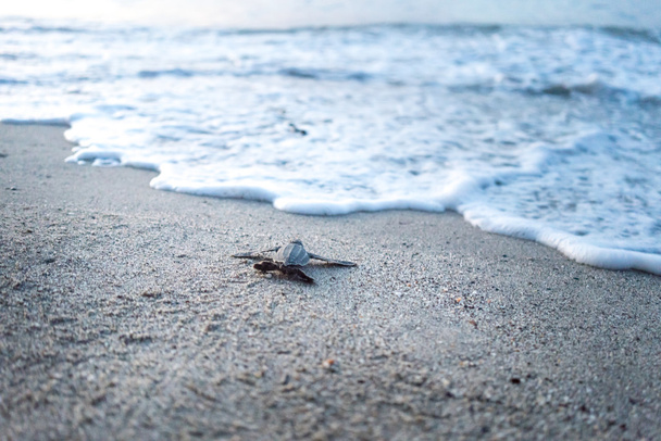tartaruga leatherback strisciando verso il mare sulla spiaggia
  - Foto, immagini