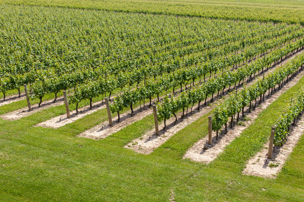 View of vineyard in a rows  - Photo, Image