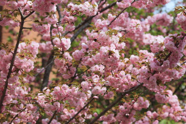 日本の造幣局で庭の桜の花 - 写真・画像