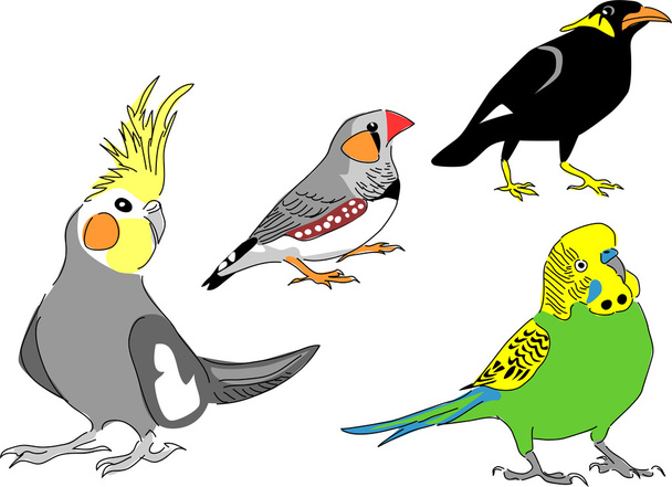 animale domestico uccelli illustrazione
 - Vettoriali, immagini