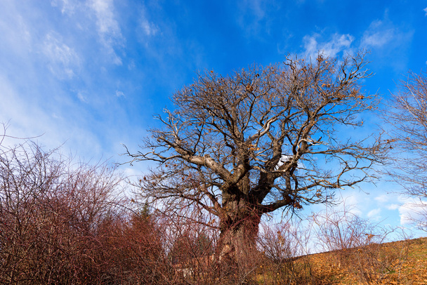 冬の栗の木 - 写真・画像