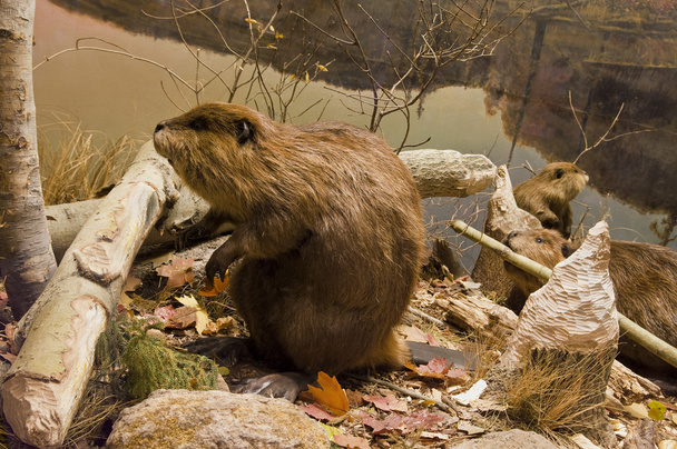 Beavers Working - Zdjęcie, obraz