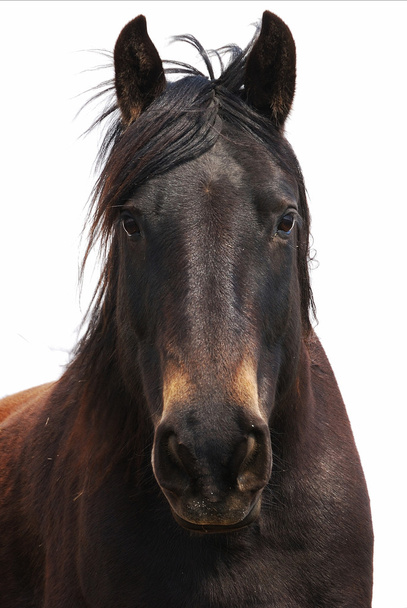 cavalos do deserto
 - Foto, Imagem