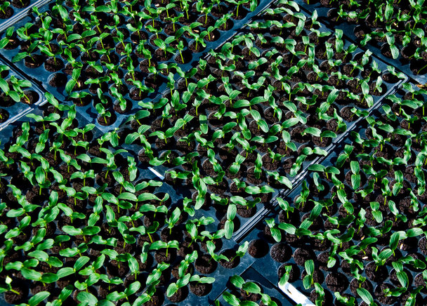 Las Plántulas hortalizas en la bandeja plástica
 - Foto, imagen