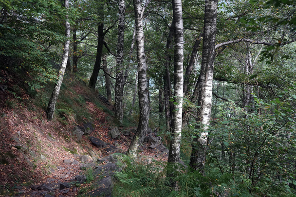 Footpath in forest - Valokuva, kuva