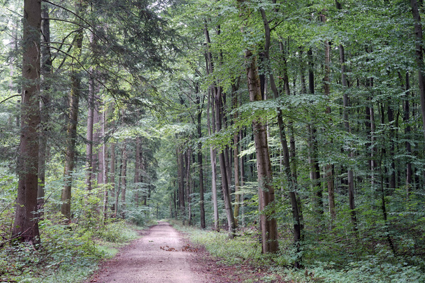 Track in the forest - Valokuva, kuva