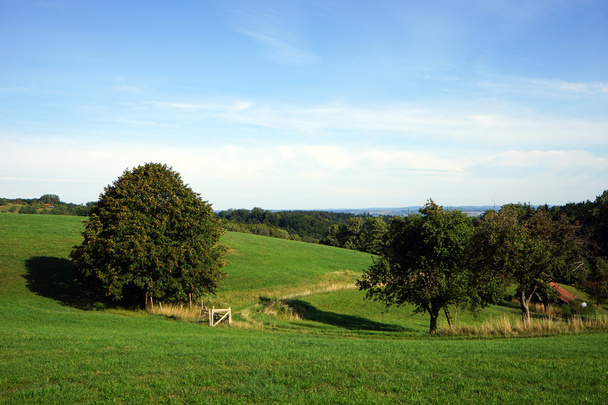 Orchard in green valley - Foto, imagen