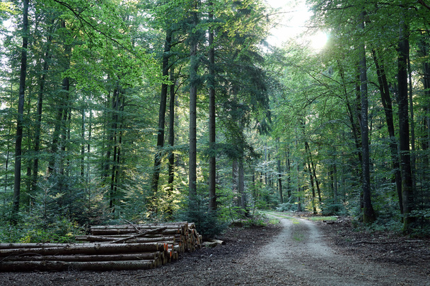Track in the forest - Fotografie, Obrázek