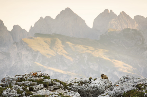 Marmota al amanecer en la montaña Dolomitas, Ital
 - Foto, Imagen