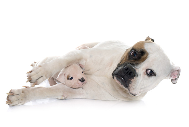 mãe e filhotes americano bulldog
 - Foto, Imagem