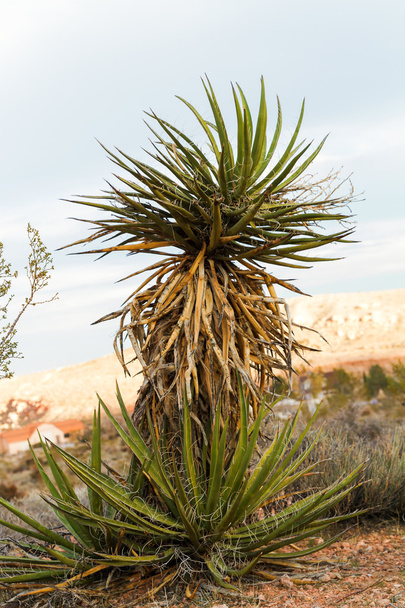 Yucca závod v poušti - Fotografie, Obrázek