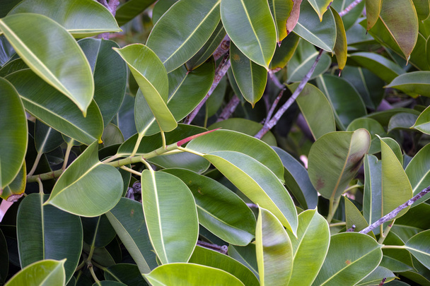 Tropical leaves on tree - Fotó, kép