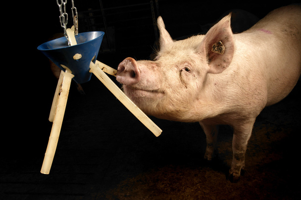 istikrarlı bir domuz - Fotoğraf, Görsel