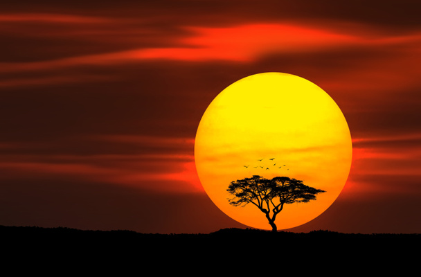arbre avec oiseaux au coucher du soleil
 - Photo, image