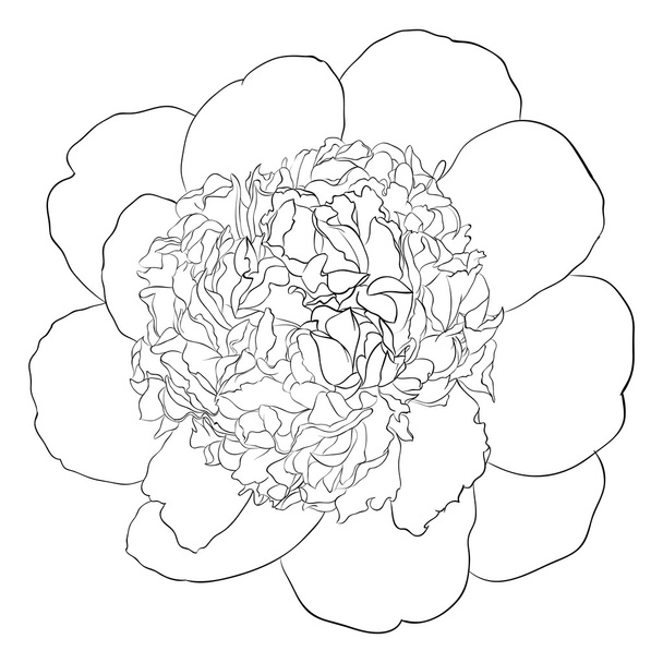 beautiful monochrome black and white peony flower isolated - Vettoriali, immagini